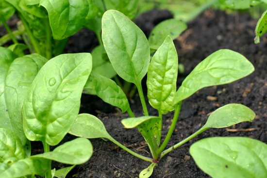 Dig for Your Dinner – Growing Spinach From Seed