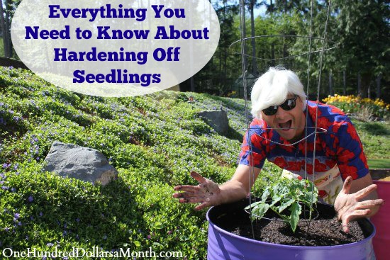 Everything You Need to Know About Hardening Off Seedlings