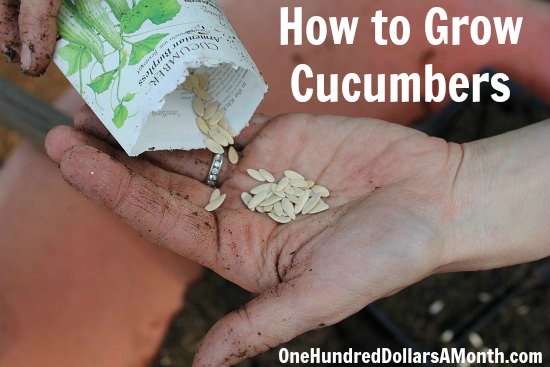 Free Kindle Books, Free Chicken, Free Canning Tutorial, Free Garden Classes, and NUTELLA!!!