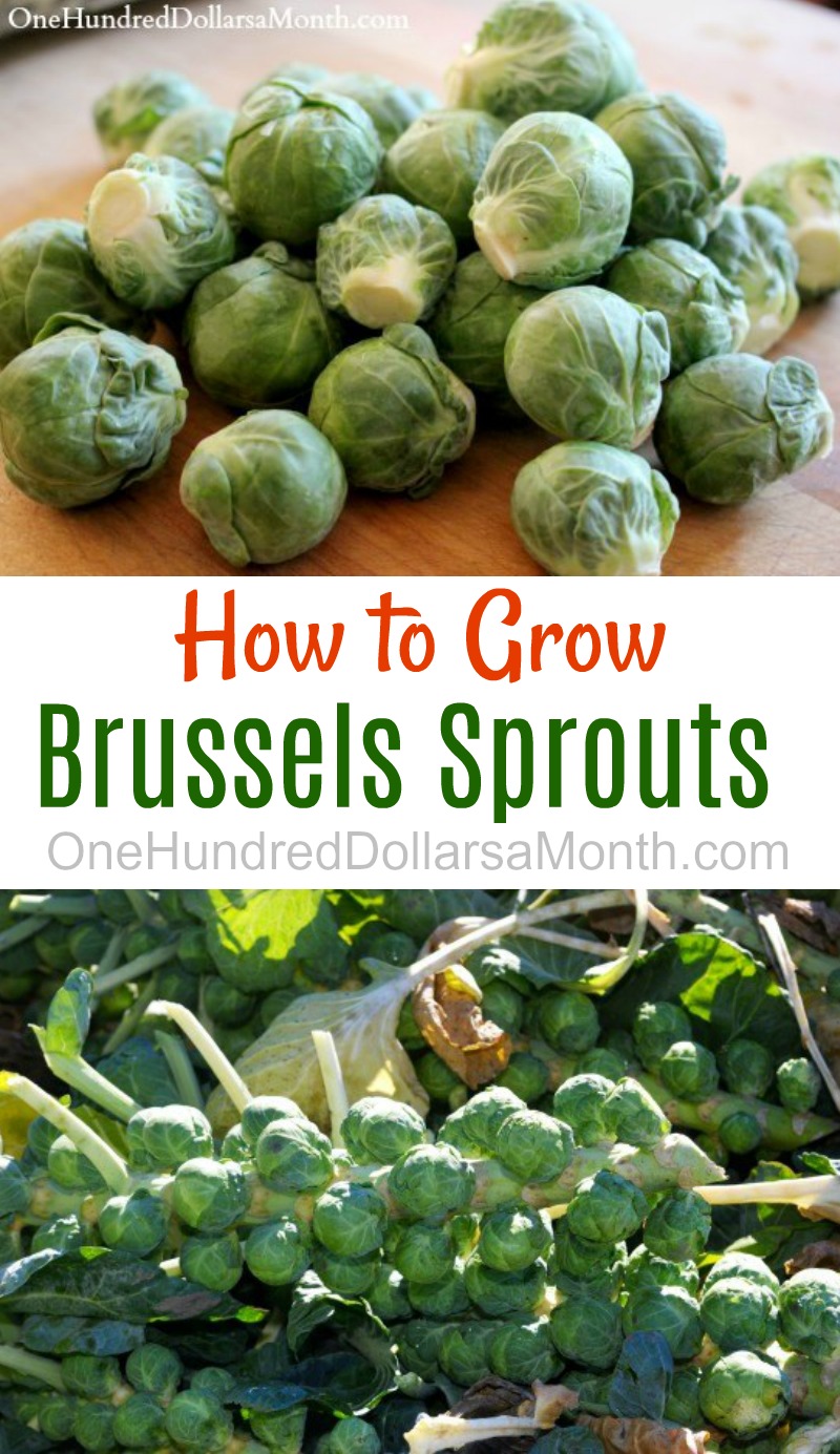 How to Grow Brussels Sprouts {Start to Finish}