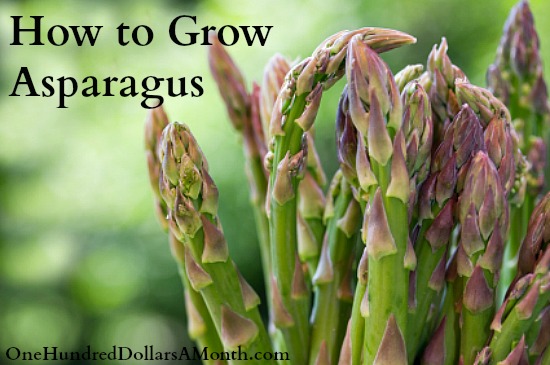 Free Kindle Books, Mushroom Kits, Chia Seeds, Fruit of the Loom, Garden and Gun Magazine and More