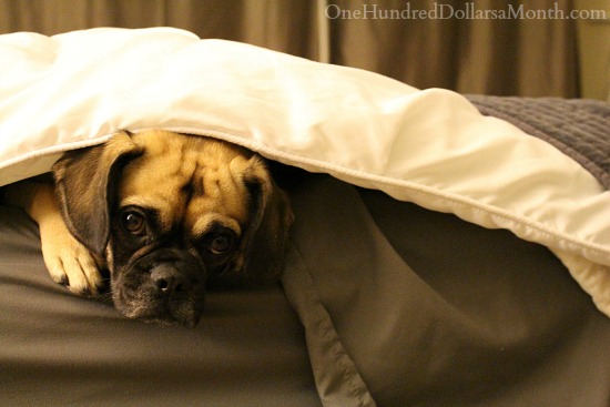 Free Kindle Books, SentrySafes, Plastic Dinosaurs, Boy’s Socks, Baby Bjorn Carrier and More