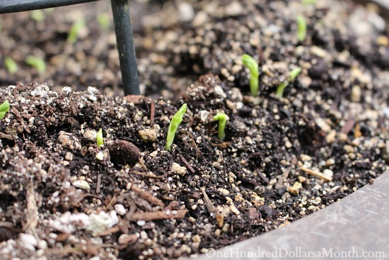 Mavis Butterfield | Backyard Garden Plot Pictures 3/15/15