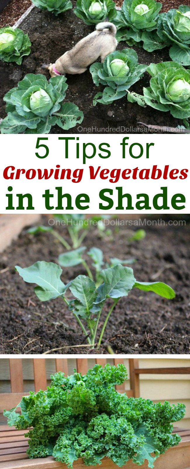 5 Tips for Growing Vegetables in the Shade - One Hundred Dollars a Month