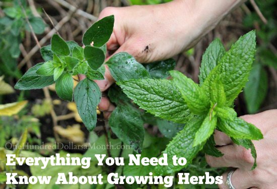 Everything You Need to Know About Growing Herbs