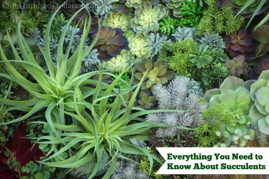 Everything You Need to Know About Succulents