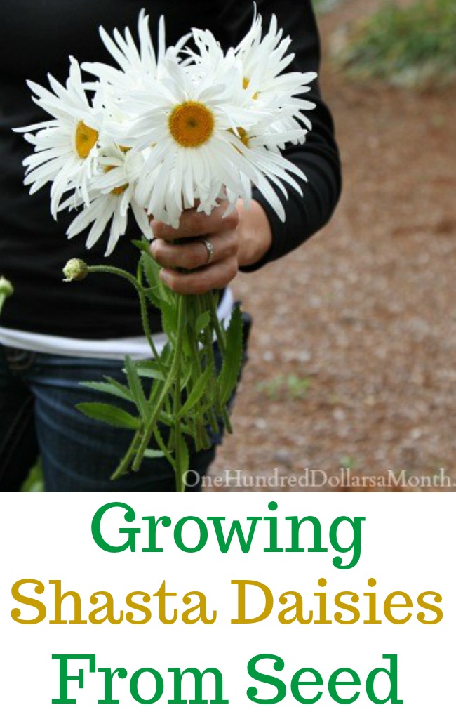 Growing Shasta Daisies From Seed One Hundred Dollars a Month
