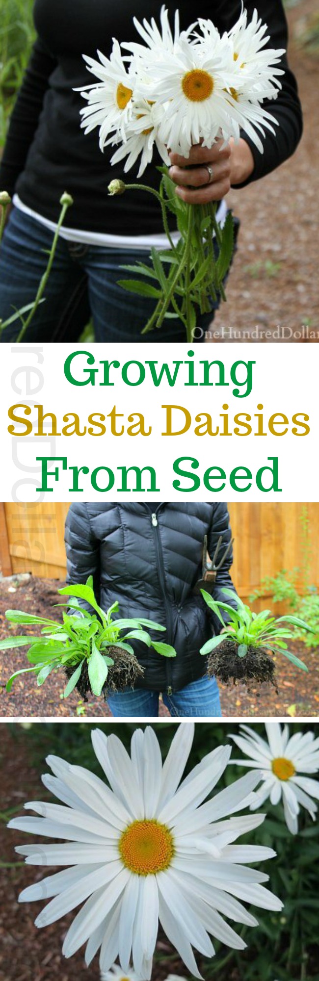 Growing Shasta Daisies From Seed