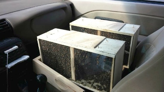 Honey Bees and Langstroth Hives