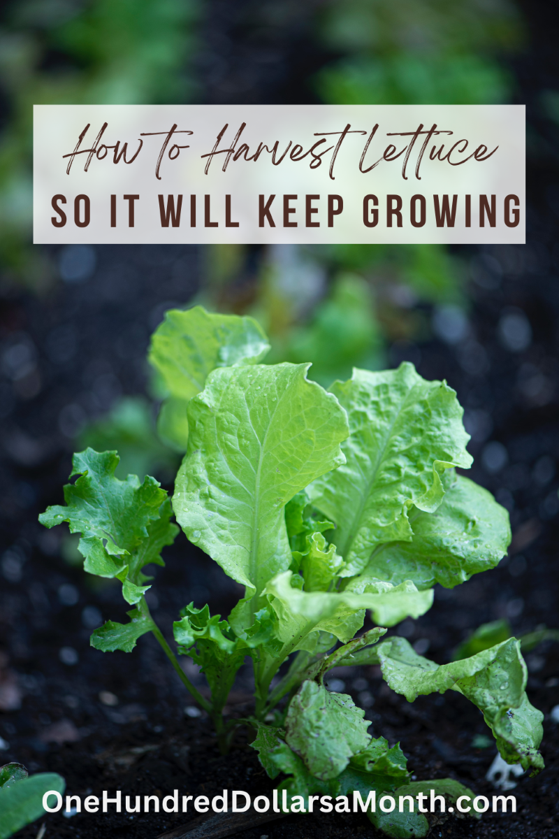 Tips for Harvesting Lettuce So it Will Keep Growing