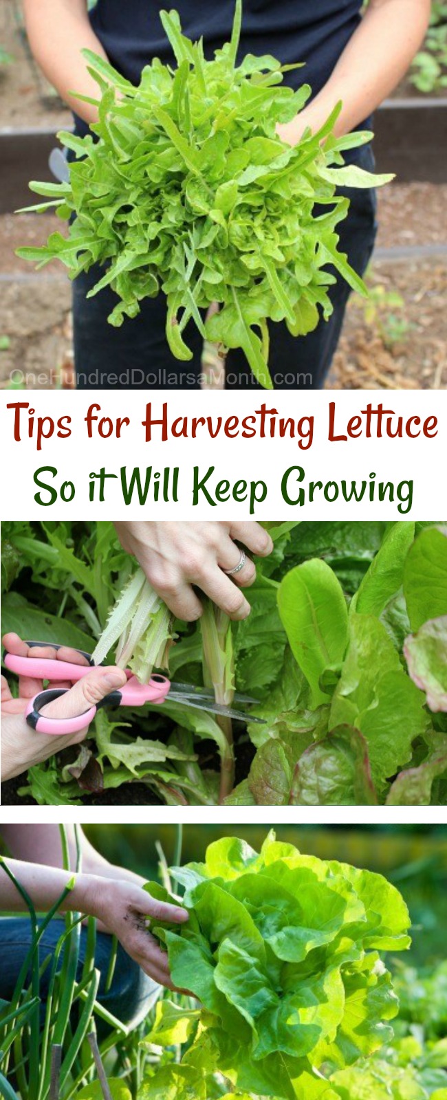 Tips for Harvesting Lettuce So it Will Keep Growing