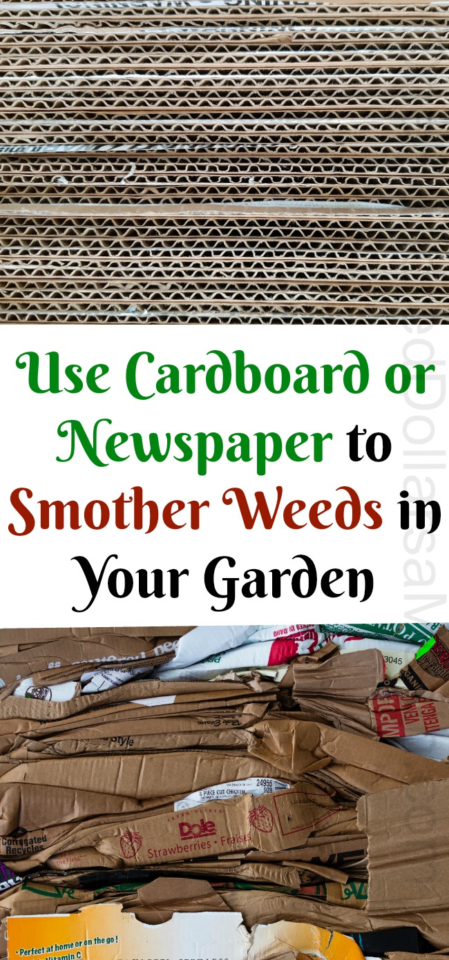 Use Cardboard or Newspaper to Smother Weeds