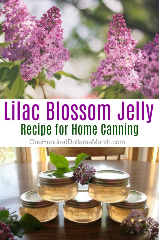 Canning 101 – Lilac Blossom Jelly