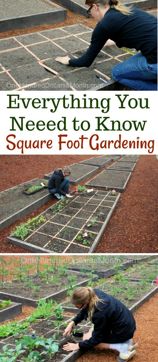 Everything You Need to Know About Square Foot Gardening