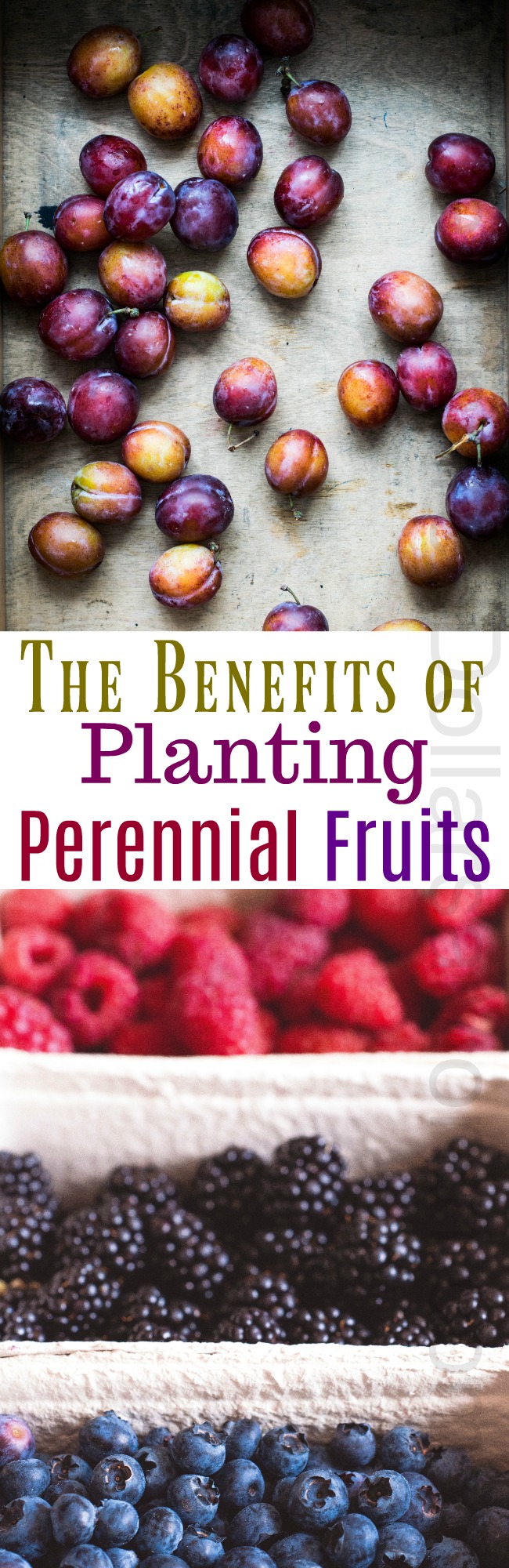 Planting Perennial Fruits