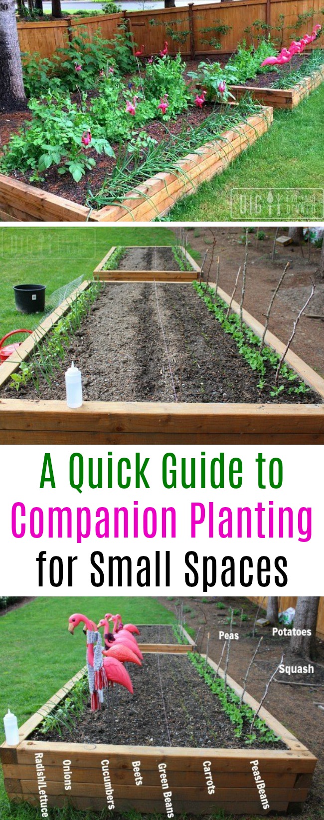 A Quick Guide to Companion Planting