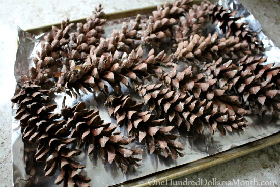 Getting Rid Of Bugs in Pine Cones