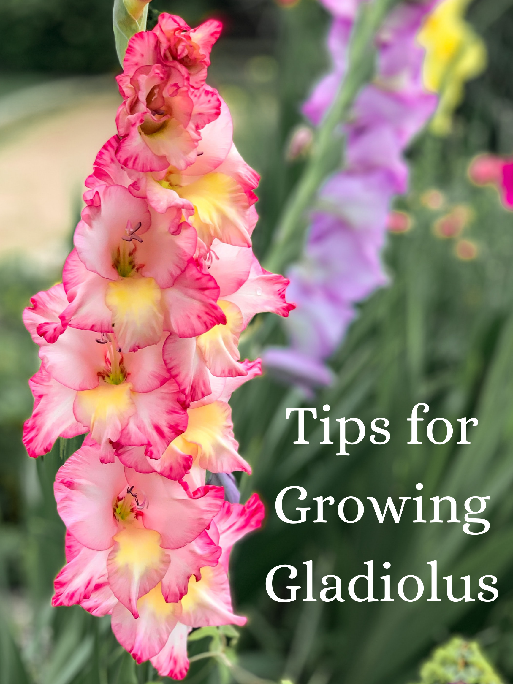 fotoelektrisk Mange Bil 7 Tips for Growing Gladiolus - One Hundred Dollars a Month