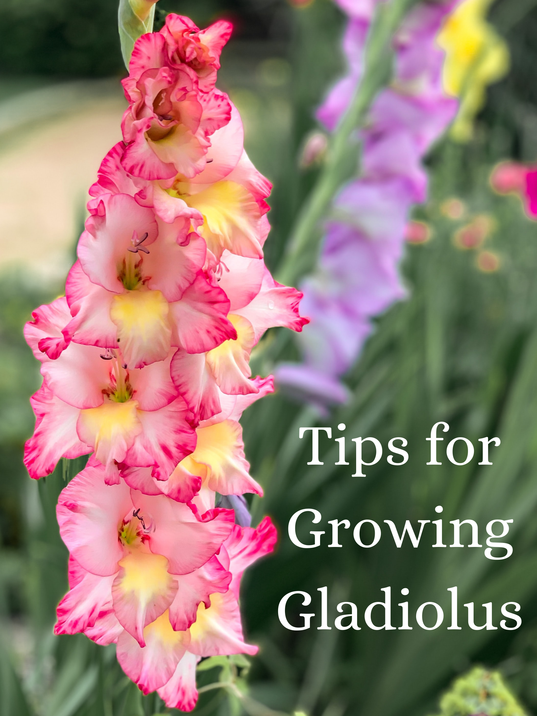 7 Tips for Growing Gladiolus