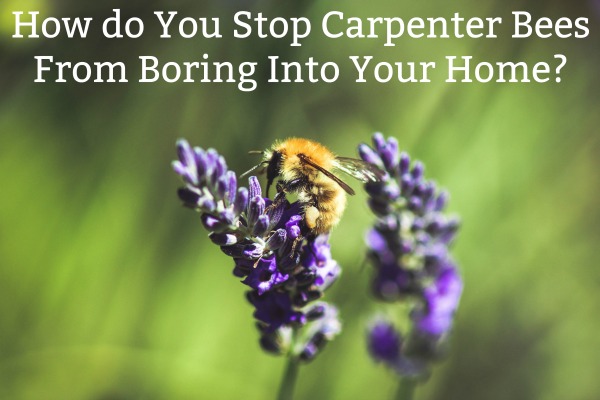 How do You Stop Carpenter Bees From Boring Into Your Home?