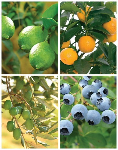 citrus trees