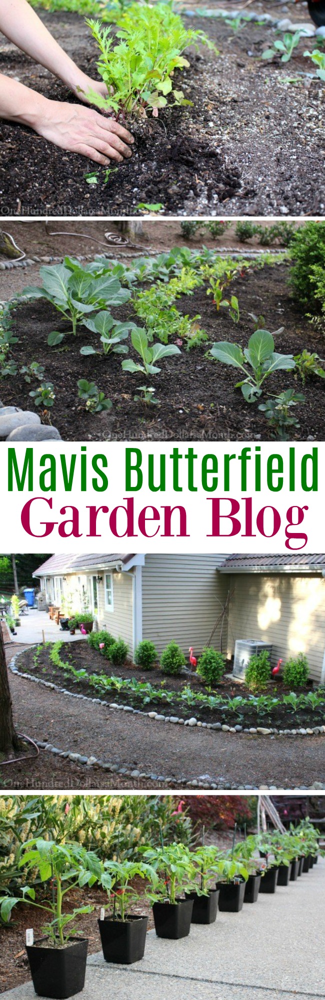 Mavis Butterfield | Backyard Garden Plot Pictures 5/10/15