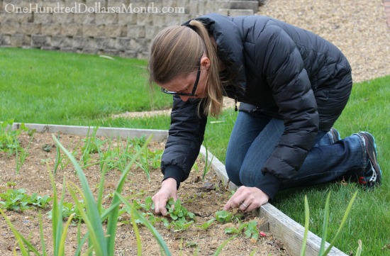 May Home Maintenance and Garden Chores
