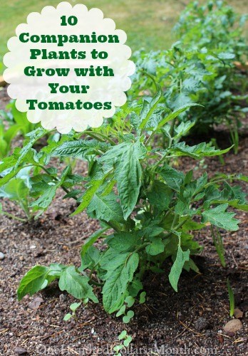 10 Companion Plants to Grow with Your Tomatoes
