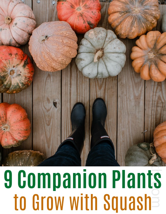 9 Companion Plants to Grow with Your Squash One Hundred Dollars a Month