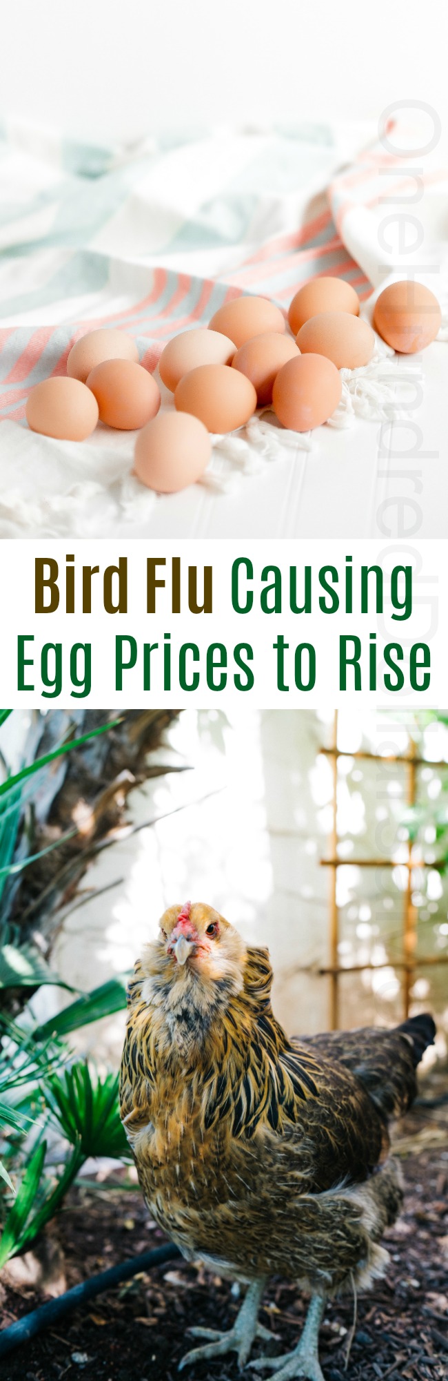 Bird Flu Causing Egg Prices to Rise