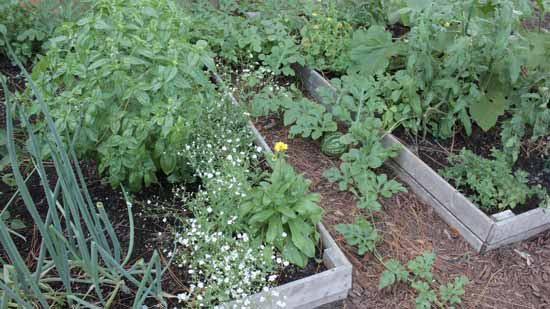 Carrie Sends in Pictures of Her Florida Garden