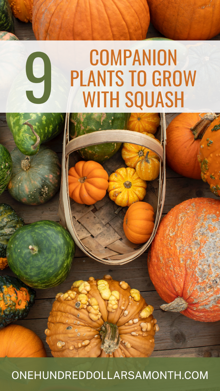 Companion Plants To Grow With Squash