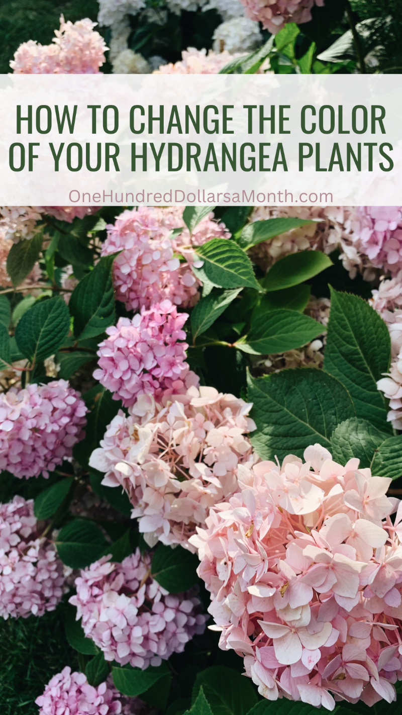 How to Change the Color of Your Hydrangea Plants