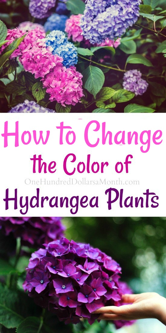 How to Change the Color of Your Hydrangea Plants