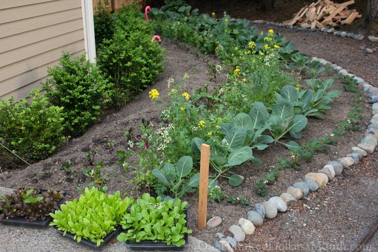 Mavis Butterfield | Backyard Garden Plot Pictures 6/7/15