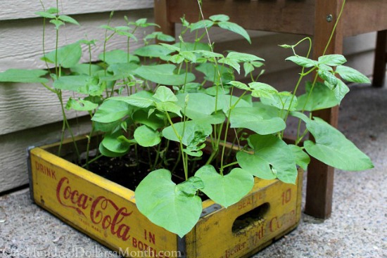 Mavis Butterfield | Backyard Garden Plot Pictures 6/14/15