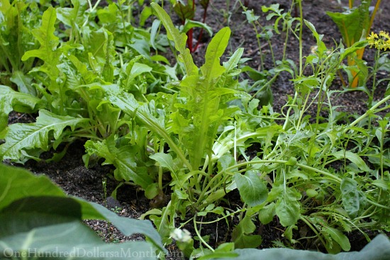 June Home Maintenance and Garden Chores