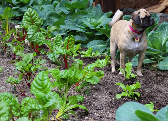 Lucy the Puggle Dog Helps in the Garden