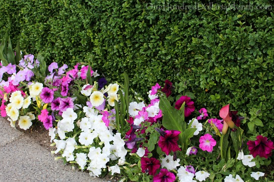 Mavis Butterfield | Backyard Garden Plot Pictures 6/28/15