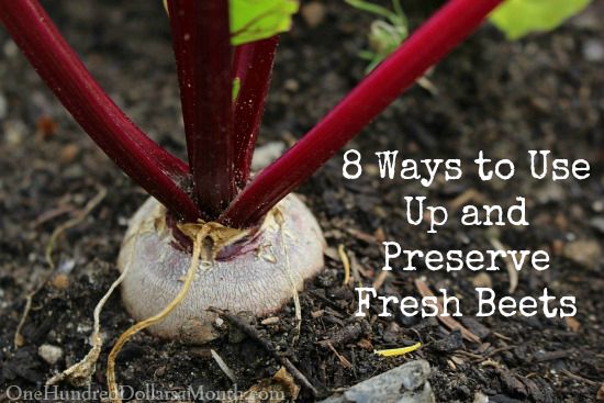 8 Ways to Use Up and Preserve Fresh Beets