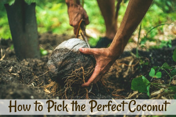 How to Pick the Perfect Coconut