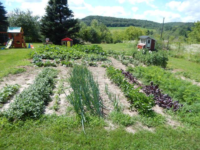 Lindsey From Western Wisconsin Amish Country Sends in Pictures of Her Garden