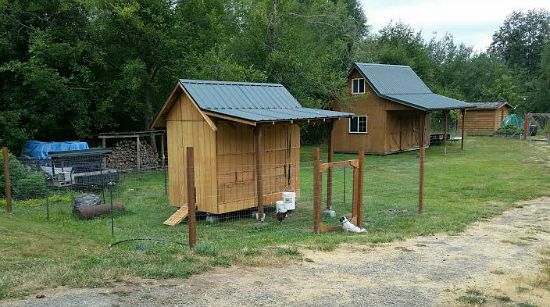 Mavis Mail – Dale From Sends in His Vegetable Garden and Chicken Coop Photos