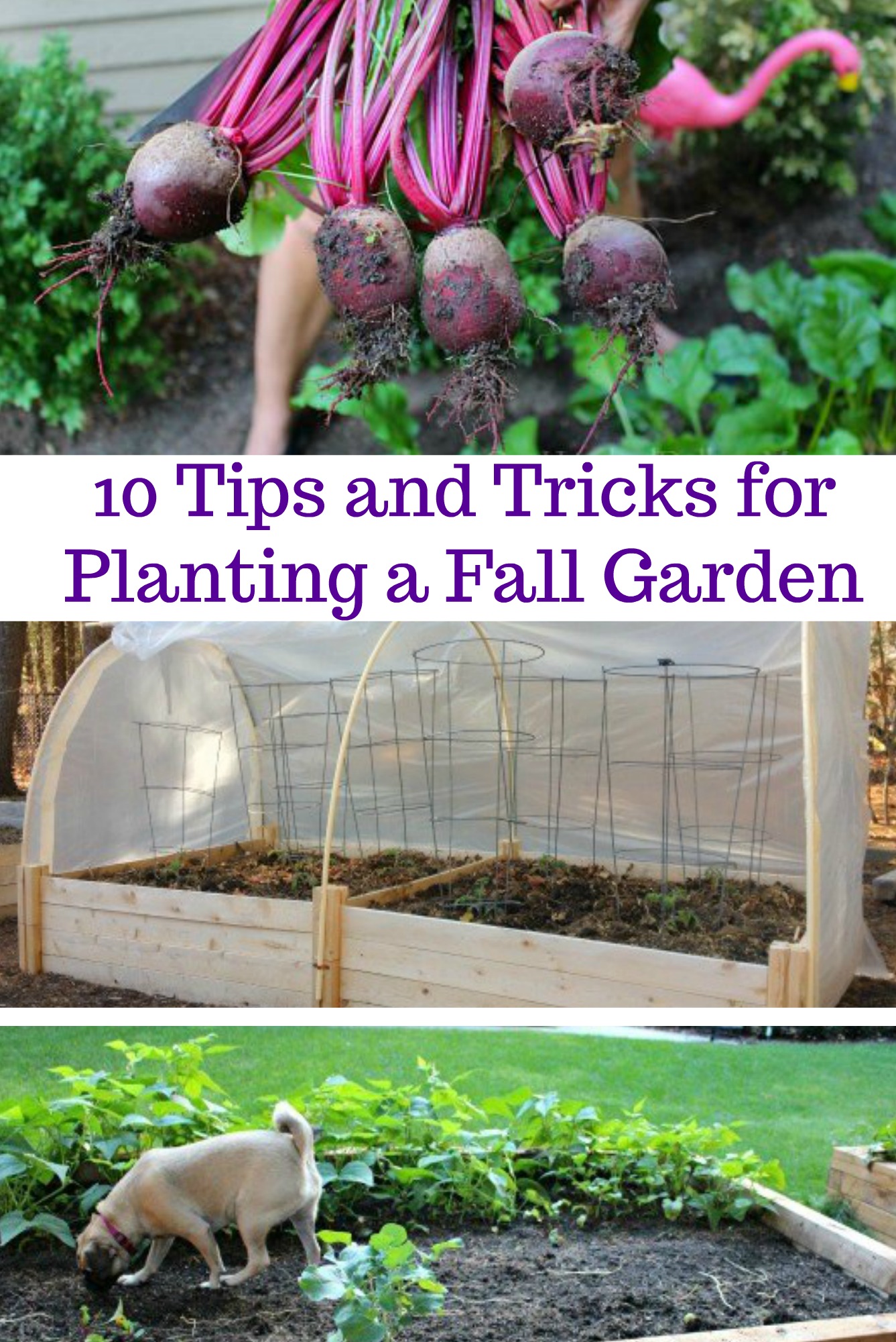 10 Tips and Tricks for Planting a Fall Garden