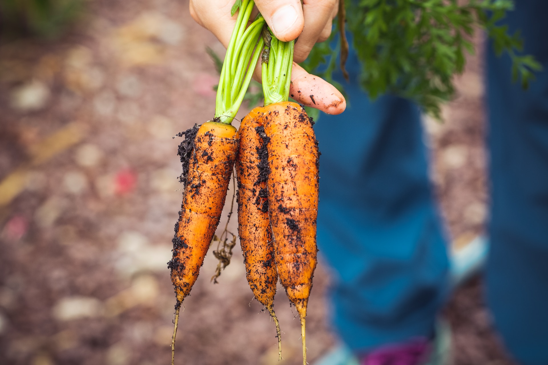 How to Grow Carrots {Start to Finish}