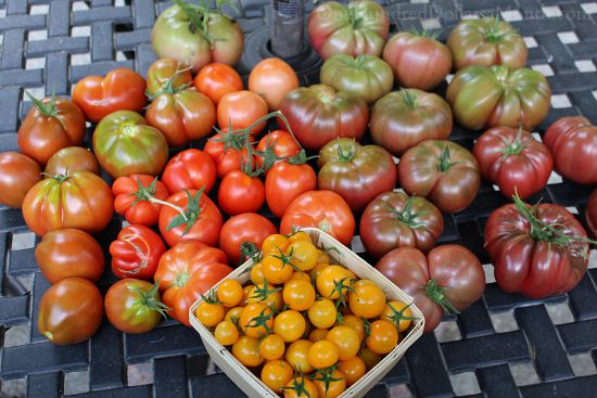 Mavis Garden Blog – Heirloom Tomatoes