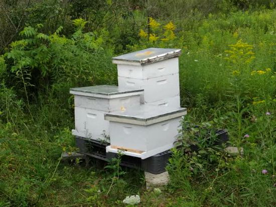 Carolyn From Michigan Sends in Her Garden Photos