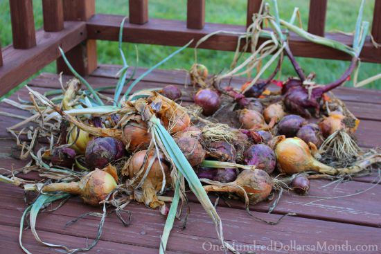 Mavis Butterfield East Coast Garden Pictures 8/23/15