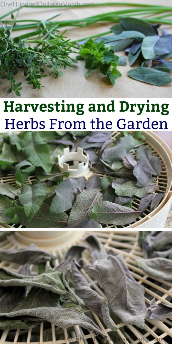 Harvesting and Drying Herbs From the Garden