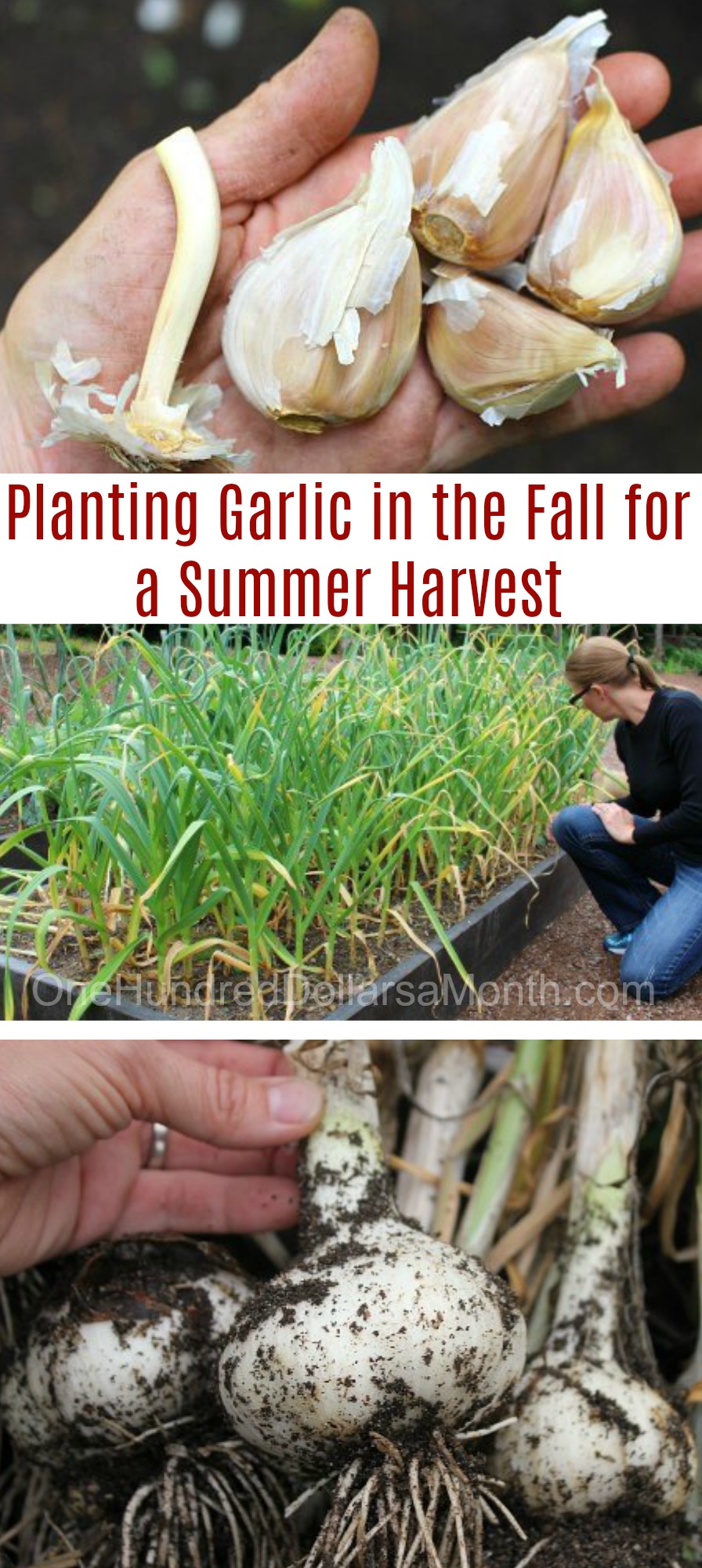 Planting Garlic in the Fall for a Summer Harvest